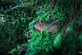 Beaver Animal Rodent in forest