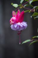 Fuchsia, lush pink purple Flower