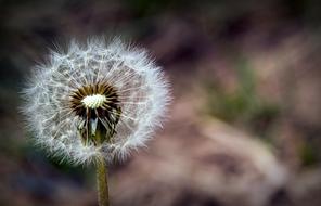 Dandelion Flower Plant