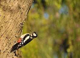 Woodpecker Great Spotted