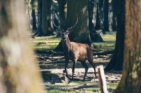 Deer Animal at Wildlife forest