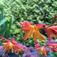colored flowers in the garden
