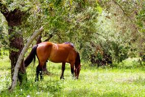 Beautiful and cute, brown horse among the grass and trees, in the Pollino National Park, Italy