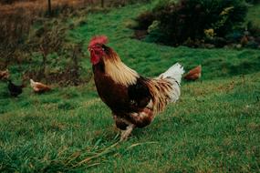 Poultry bird on Green Grass