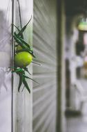 Wall Building Green guava