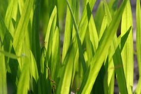 green grass close-up
