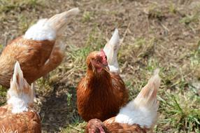 Chicken Hen Poultry birds