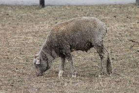 Sheep Grazing on Farm