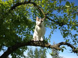 Cat Tree Nature