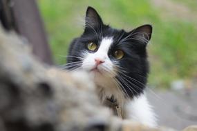 Portrait of the beautiful and cute, black and white cat with shiny eyes