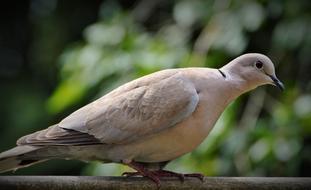 City Pigeon Dove Ringdove