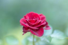 Red Rose at soft green blur background