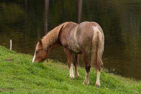 Beautiful, cute and colorful horse eating green grass near the water