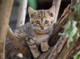 Cat Kitten Animal close-up