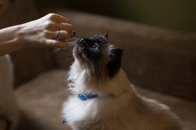 feeding a british cat on the couch