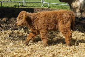 Beef Animal Highland