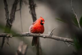 red Bird Animal on Wood