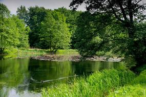 beautiful green grass by the lake