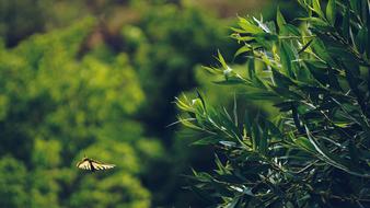 flying butterfly in the background of the forest