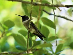 Bird Tree Silhouette