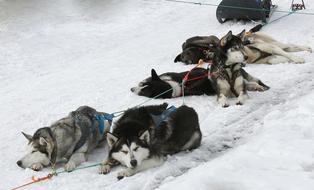 Dog Laika Husky sled