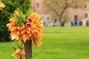 crown imperial Fritillaria Flower in Garden at Spring