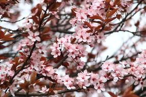 spring cherry blossoms in the garden