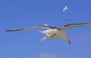 Seagull Bird Fly