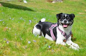 Dog and Flowers at Spring