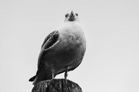 Bird Wood Animal