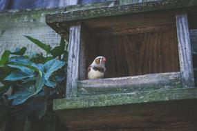 Beautiful, cute and colorful bird on the wooden cage