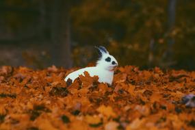 black white rabbit sits in red Fallen Leaves, blur background