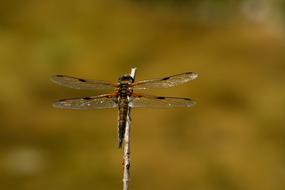 Dragonfly Insect Wing Flight