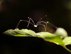 Insect Spider