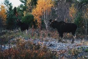 two moose on glade in forest at fall