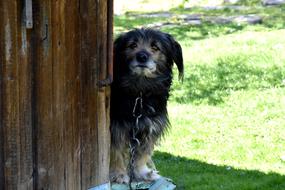 Colorful, cute and beautiful, fluffy dog behind the wooden cottage in the village