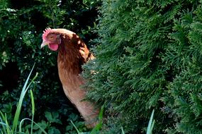 domestic Hen Chicken in Village