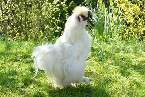 Cock The Hen Chicken