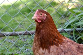 The Hen Chicken in Village