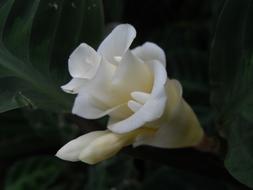 beautiful white rosebud