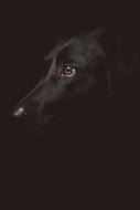 Dog at Dark Night