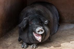 black Hog Pig Animal