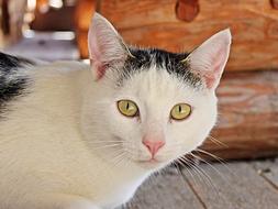 Portrait of the cute and beautiful, white and black cat with shiny eyes