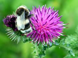 striped bumblebee on purple thistle flower