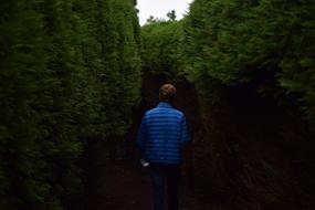 back view of man walking on alley along hedge