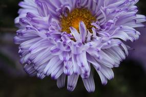 Purple Aster, lush Flower close up