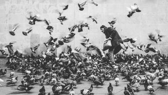 black and white photo of a man among a flock of pigeons