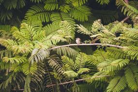 Beautiful and cute bird on the branch among the green leaves