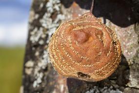 macro view of brown mushroom on a tree