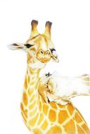 Giraffe Animals Drawing